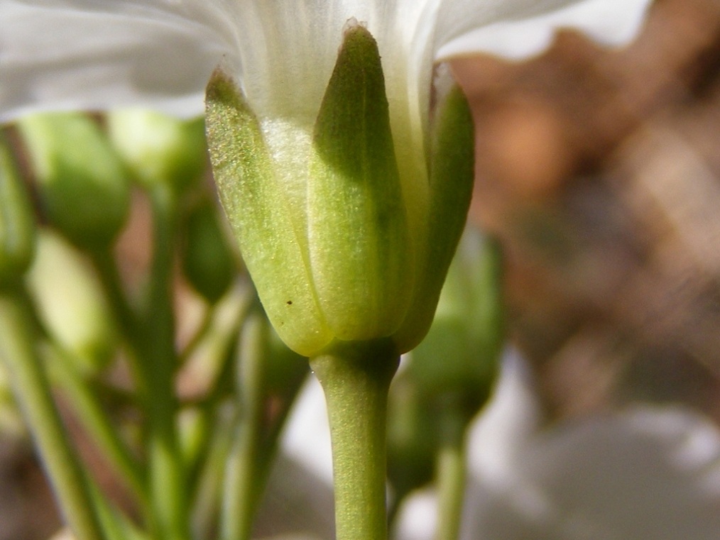 Cardamine pentaphyllos